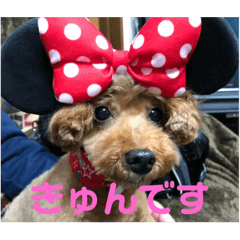 [LINEスタンプ] 亀のくうちゃん