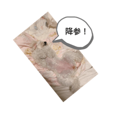[LINEスタンプ] 虎鉄と娘雪のスタンプっ！