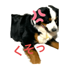 [LINEスタンプ] バーニーズマウンテンドックのジェラくん