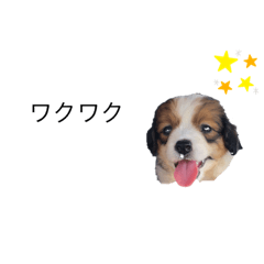 [LINEスタンプ] コイケル パピー