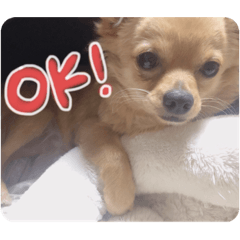 [LINEスタンプ] ちわわのてぃむくん①