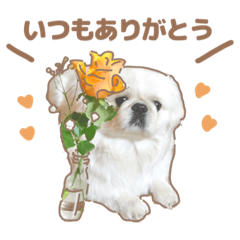 [LINEスタンプ] たぴちゃんスタンプ第2弾