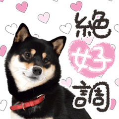 [LINEスタンプ] 黒柴犬の♡ポジティブ思考♡BIGスタンプ