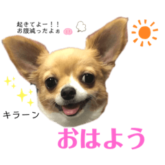 [LINEスタンプ] ☆ベル君☆スタンプ