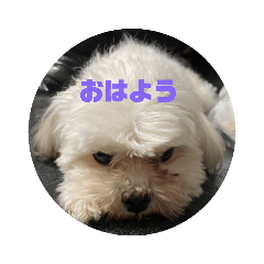 [LINEスタンプ] いぬが可愛い