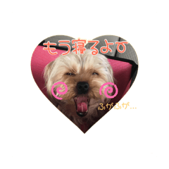 [LINEスタンプ] たれ耳ヨーキー①