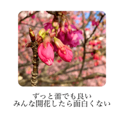 [LINEスタンプ] tetsugaku 写真 ②