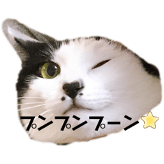[LINEスタンプ] ハチワレねこの小梅ちゃん