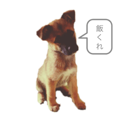 [LINEスタンプ] ゆるかわ動物と飼い主