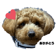 [LINEスタンプ] こちゃとあぢゅとはぁちゃん