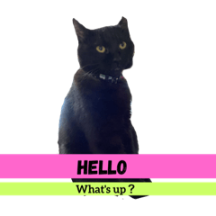 [LINEスタンプ] 仲良しにゃんこといっしよ♬︎♡English