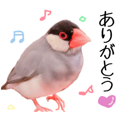[LINEスタンプ] とある文鳥の日常