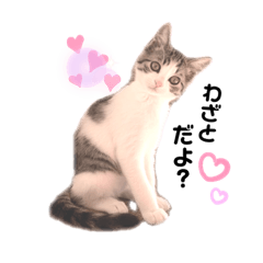 [LINEスタンプ] 保護猫4兄弟日常スタンプ①