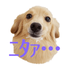 [LINEスタンプ] りくのわんわんスタンプ2