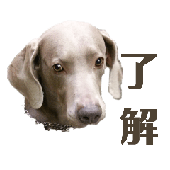 [LINEスタンプ] ワイマラナーのリーフくん