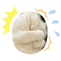 [LINEスタンプ] ねこねこ集会2
