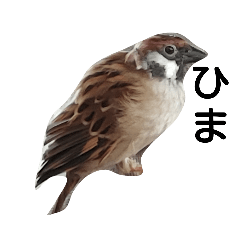 [LINEスタンプ] すずめとインコの日常