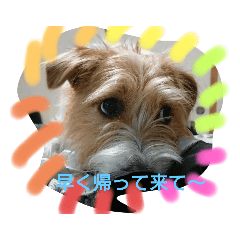 [LINEスタンプ] ジャックラッセルテリアのぽんずと申します