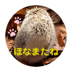 [LINEスタンプ] ハリネズミのハリーくんの日常