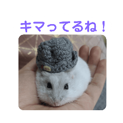 [LINEスタンプ] うちのハムスターたちのスタンプ