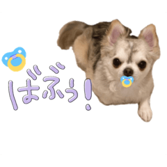 [LINEスタンプ] チワワの承太郎くん