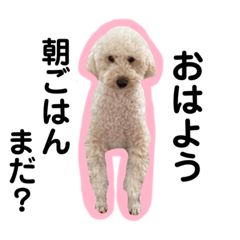 [LINEスタンプ] ぼくトイプードルのまーちゃん