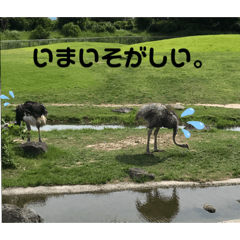 [LINEスタンプ] 私の動物園スタンプ♡