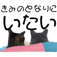 [LINEスタンプ] 猫 （沼東）