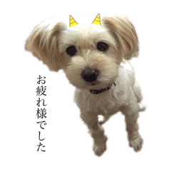 [LINEスタンプ] 愛犬みるくスタンプ ①