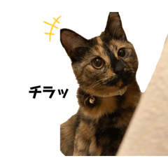 [LINEスタンプ] サビ猫のししゃも Vol.1