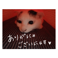 [LINEスタンプ] まろふく