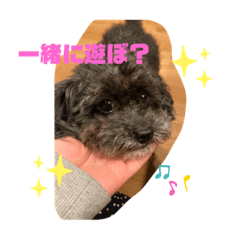 [LINEスタンプ] トイプーのりんちゃんさらちゃん