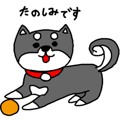 [LINEスタンプ] 黒柴 お松