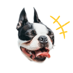 [LINEスタンプ] iggy_boston2