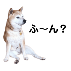 [LINEスタンプ] 柴犬さくら17歳〜日常系〜
