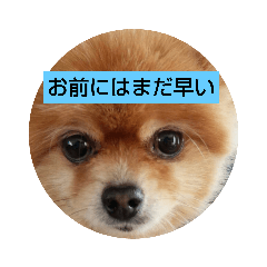 [LINEスタンプ] お前にはまだ早い