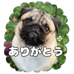 [LINEスタンプ] パグのししのすけ2