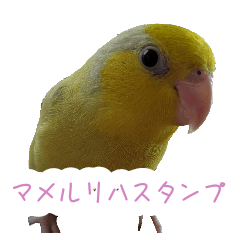 [LINEスタンプ] 可愛いマメルリハスタンプ