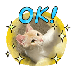[LINEスタンプ] ハムスターとねこ