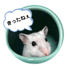 [LINEスタンプ] はすかちゃん3