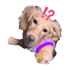 [LINEスタンプ] 森さん家の犬
