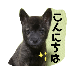 [LINEスタンプ] イケてるわんこ