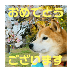 [LINEスタンプ] 豆柴のリョーマくん（丁寧語バージョン）