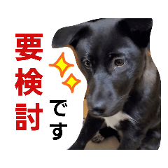[LINEスタンプ] 我が家のアイドルくまちゃん