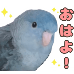 [LINEスタンプ] とあるサザナミインコの日常