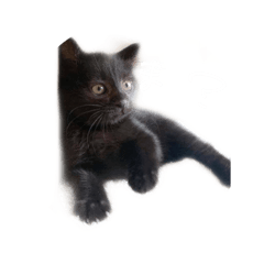 [LINEスタンプ] 黒川家の愉快な仲間たち