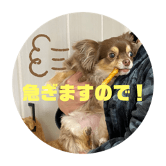 [LINEスタンプ] チワワのまろきち【その2！】