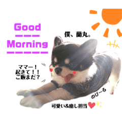 [LINEスタンプ] 龍くん☆茶々くん☆蘭くん☆スタンプ