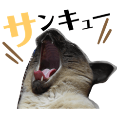 [LINEスタンプ] シャム猫ミックスのスタンプfull