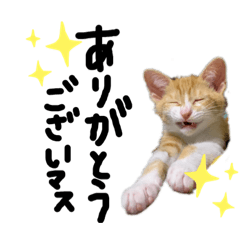 [LINEスタンプ] 森家にゃんちゃんず